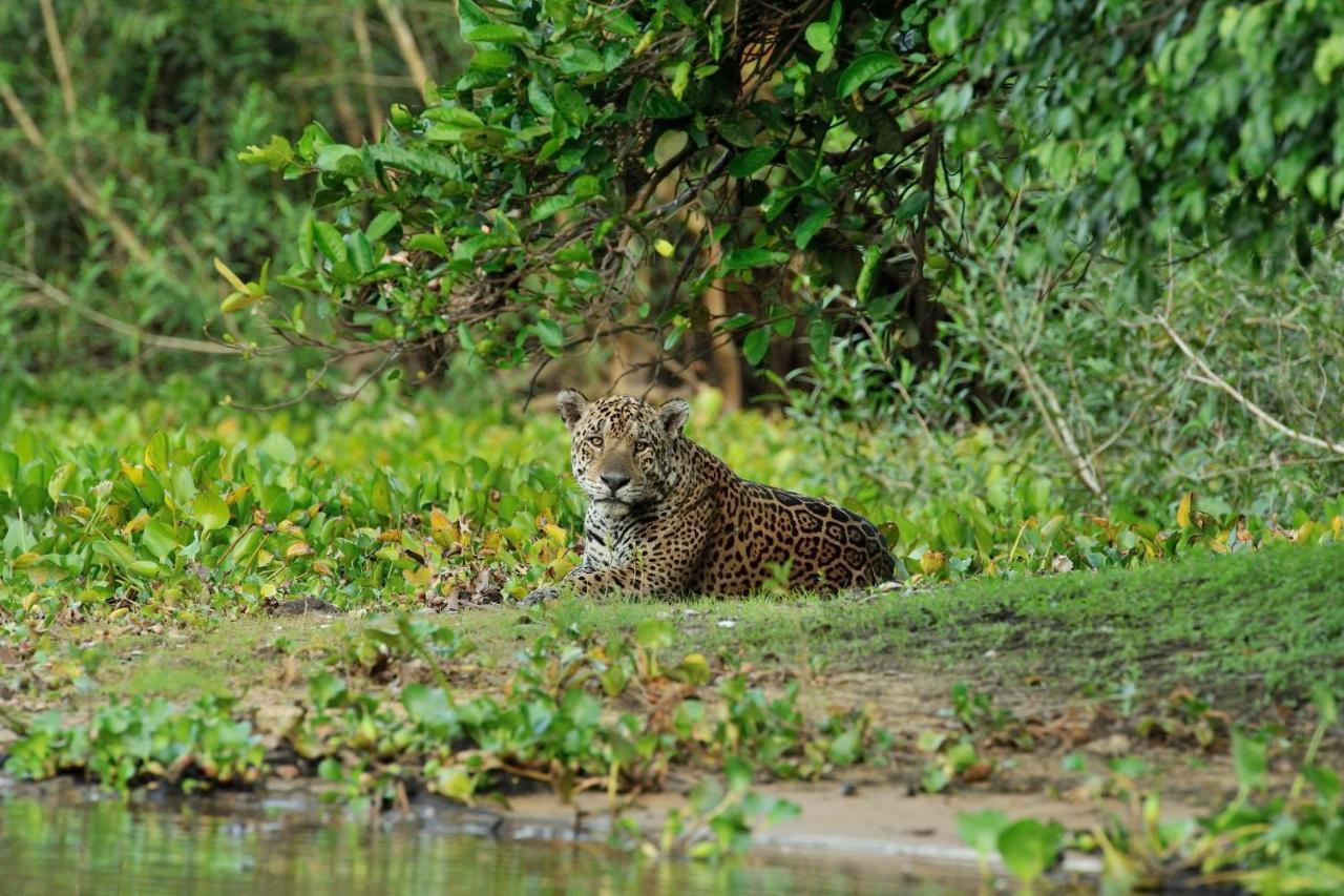 Southwild Pantanal Lodge Pixaim Exterior photo